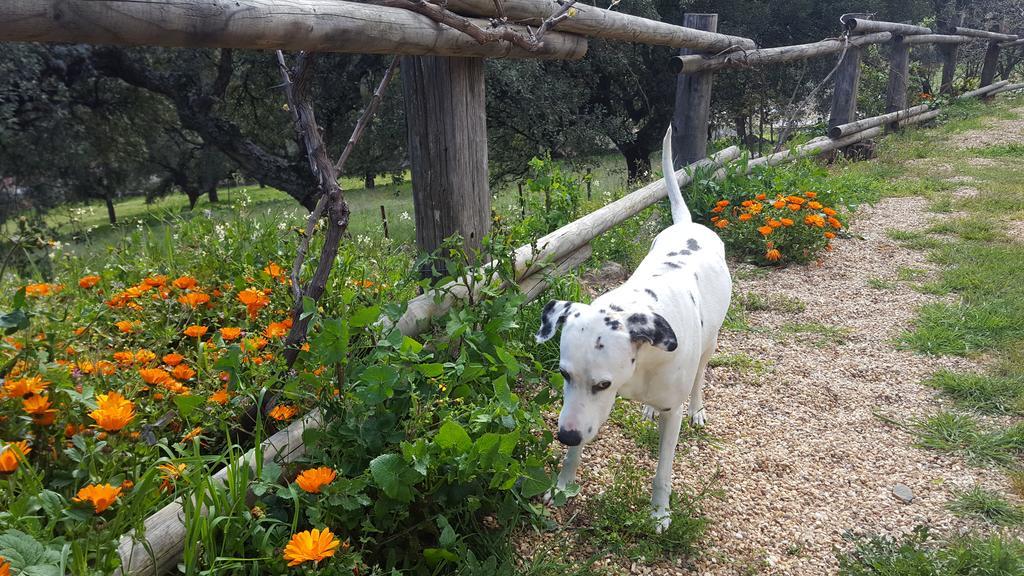 Apartamentos Rurales En Plena Sierra La Calera Εξωτερικό φωτογραφία