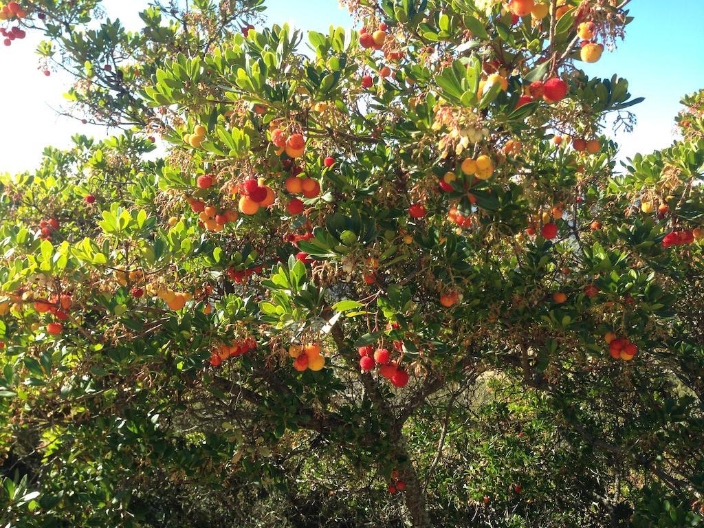 Apartamentos Rurales En Plena Sierra La Calera Εξωτερικό φωτογραφία