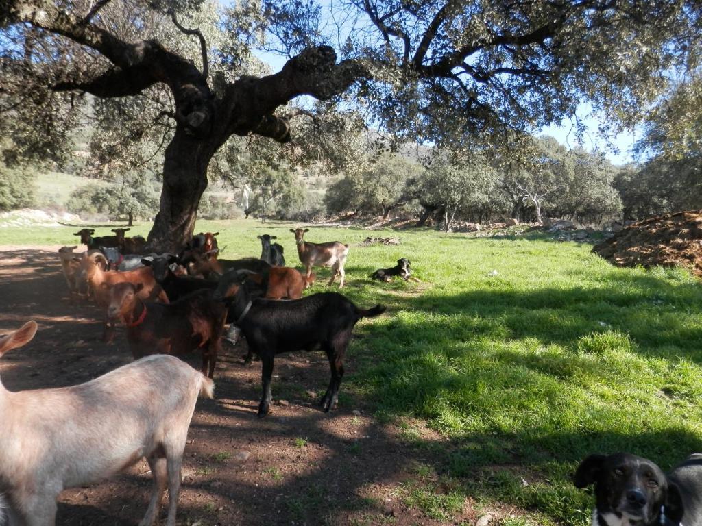 Apartamentos Rurales En Plena Sierra La Calera Εξωτερικό φωτογραφία
